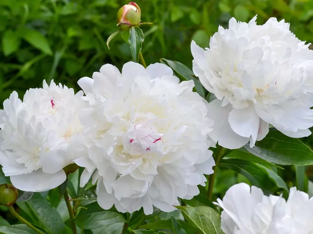 Nawożenie piwonii domowymi sposobami