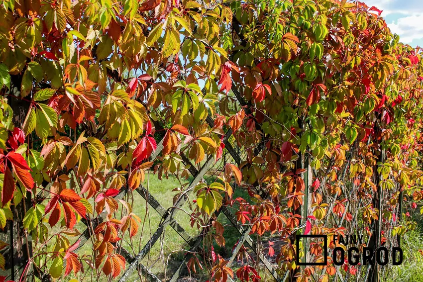 Młode pędy winobluszczu szybko rosną i dobrze znoszą suszę, co sprawia, że roślina jest łatwa w pielęgnacji, Winobluszcz na ogrodzeniu
