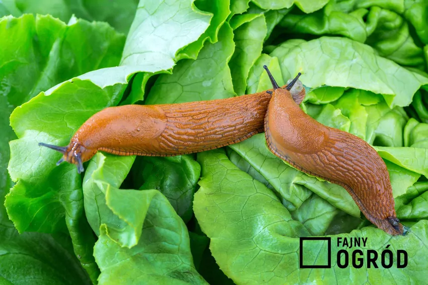 Ślimaki na sałacie
