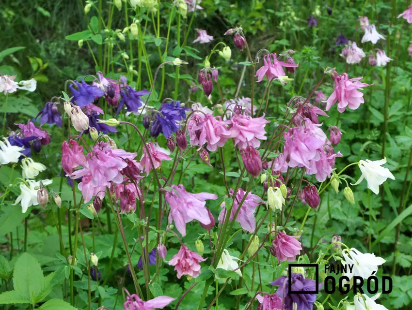 Orliki ogrodowe w ogrodzie