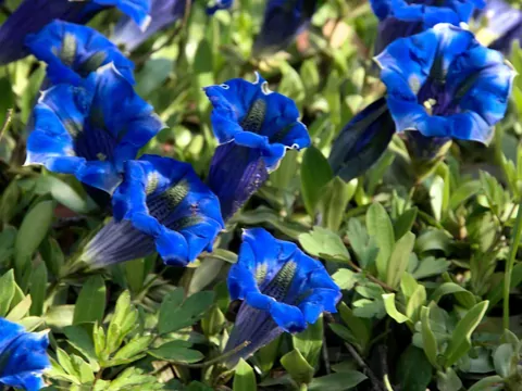 Goryczka chińska w ogrodzie