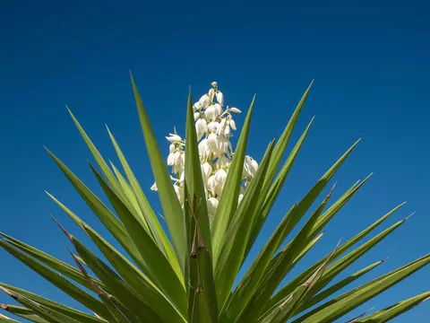 Nawóz z jajek do jukki