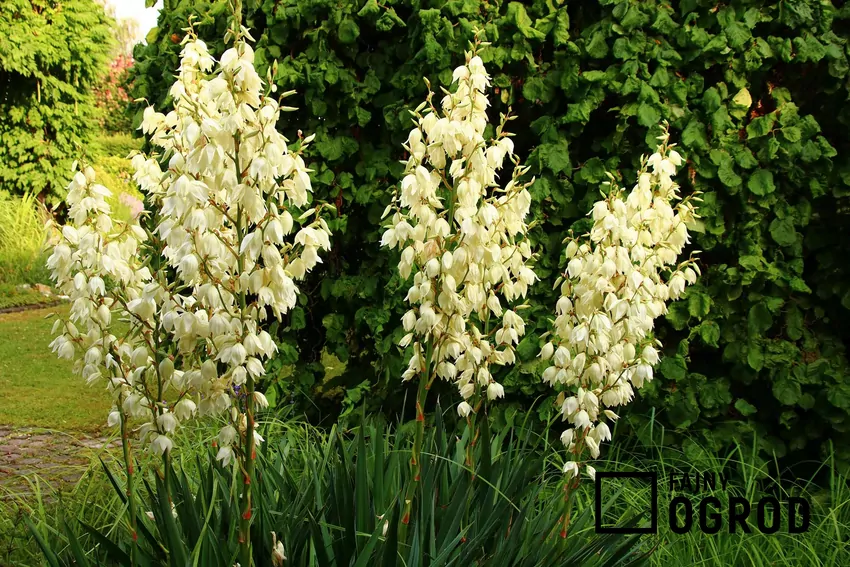 Jukka karolińska w ogrodzie w pełnym rozkwicie