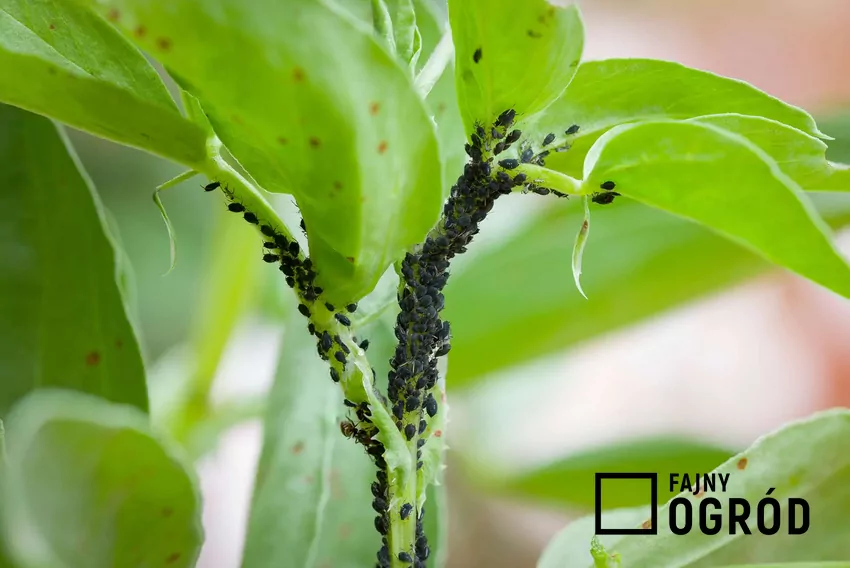 Zwalczanie mszyc naturalnymi metodami pomaga utrzymać równowagę biologiczną w ogrodzie Mszyce na liściu