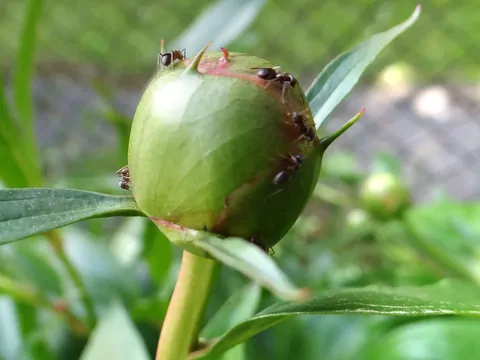Sposób na mrówki na trawniku