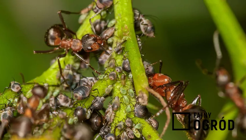 Pierwsze efekty naturalnego zwalczania mrówek widać już po 24 godzinach Mrówki oblepiające pędy roślin z bliska
