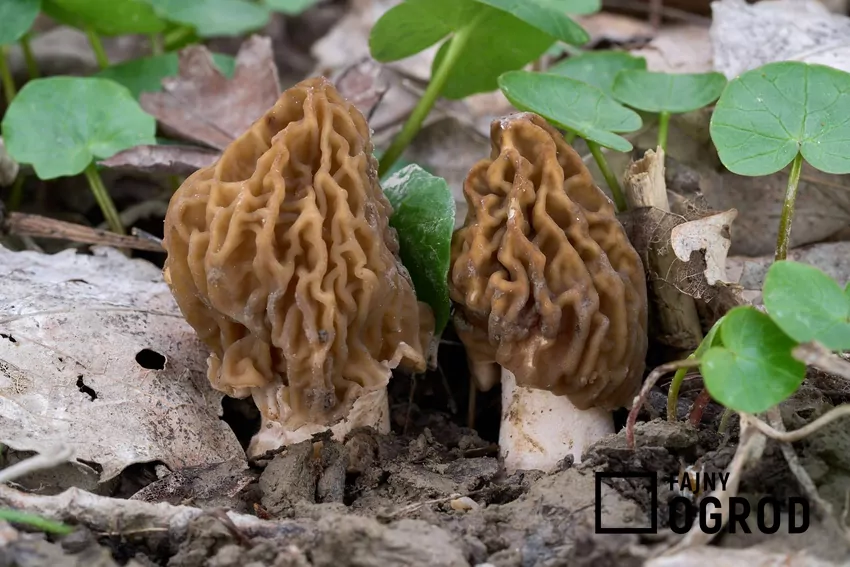 Grzyby smardze rosnące w lesie