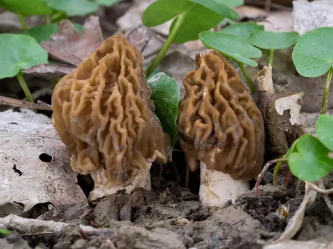 Zbieranie smardzy w lesie