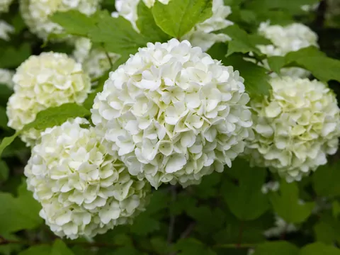 Kalina koralowa do posadzenia w ogrodzie