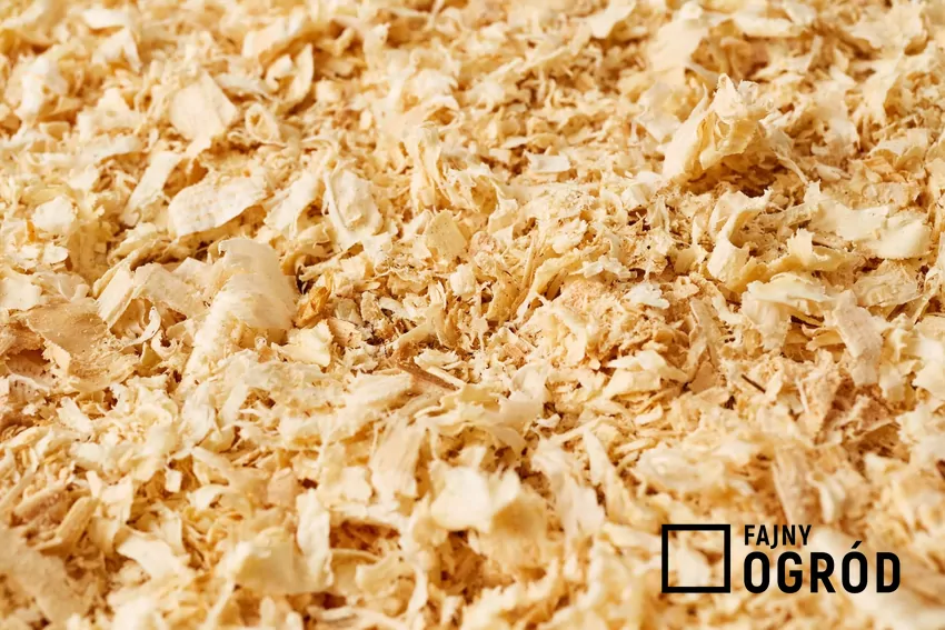 Palenie trocinami w piecu na pellet to kontrowersyjna praktyka trociny, zrębki drzewne