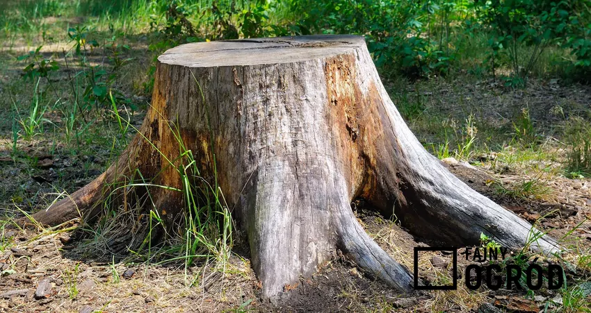 Połączenie sody i octu to skuteczna metoda na naturalny rozkład pnia Pień w ogrodzie