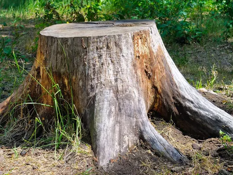 Usuwanie pnia drzewa domowymi sposobami