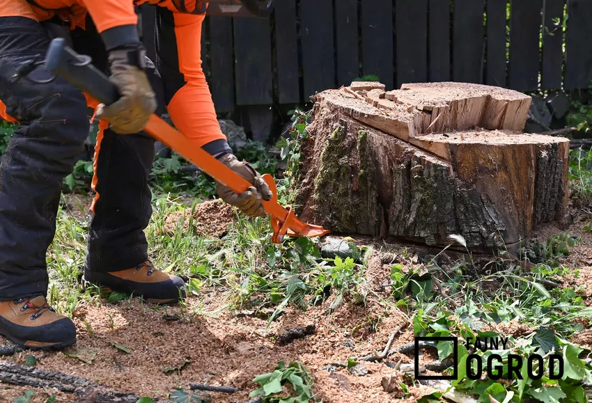 Niektóre drzewa można wycinać bez zezwolenia, jeśli ich obwód nie przekracza 50 lub 80 cm Usuwanie pnia w ogrodzie