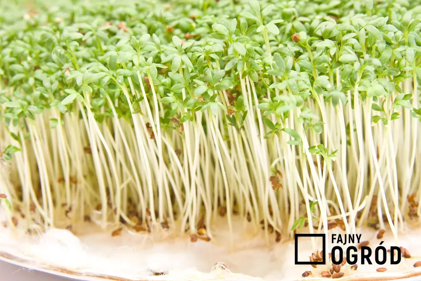 Rzeżucha na podstawce, a także podlewanie, sadzenie i pielęgnacja rzeżuchy krok po kroku w domowych warunkach