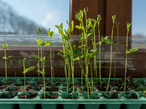 Najlepszy moment na wysiew pomidorów