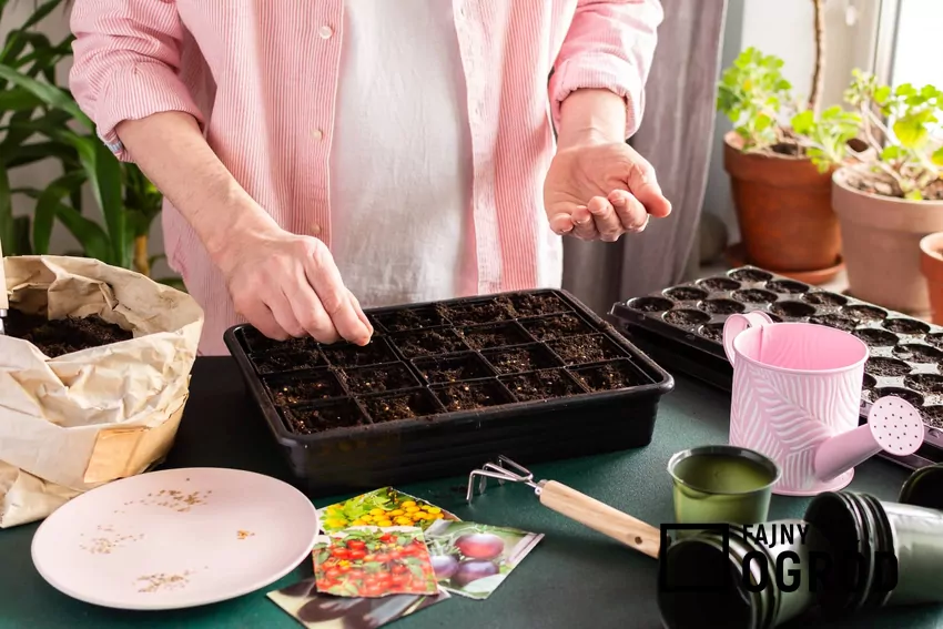 ogrodnik sieje pomidory