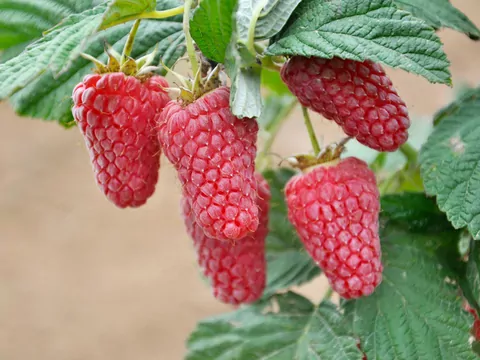 Jak i kiedy nawozić maliny?