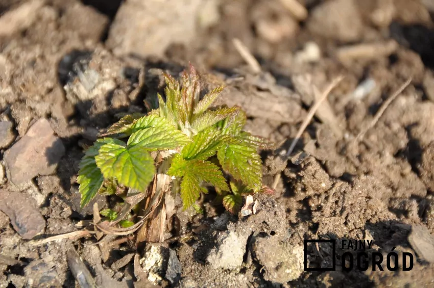 Wiosenne nawożenie dostarcza malinom energii na nadchodzący sezon Wiosną można zasilać maliny nawozami mineralnymi lub organicznymi