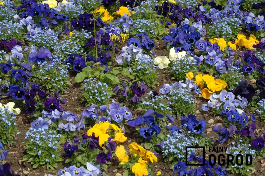 Rośliny sadzone razem z bratkami muszą wykazywać podobne potrzeby i wymagania