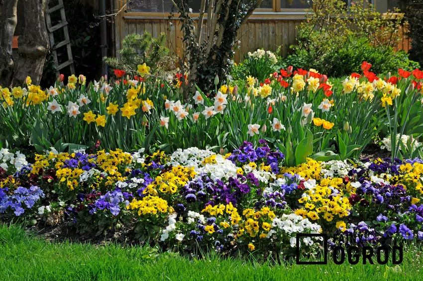 Bratki posiadają niezwykle bogatą paletę barw i doskonale nadają się do kompozycji z roślinami cebulowymi