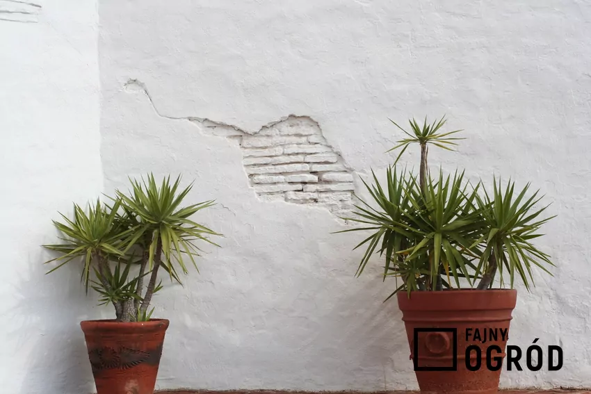 Kwiat juka w dwóch donicach na tle białej ściany, a także porady, jak rozmnożyć jukę domową i ogrodową