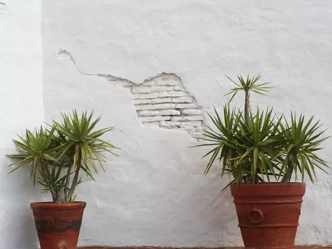 Rozmnażanie juki: poradnik domowy i ogrodowy