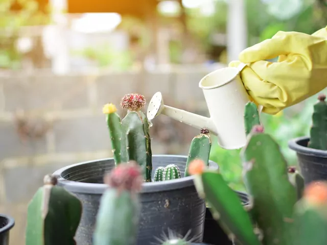 Podlewanie kaktusów doniczkowych - poradnik