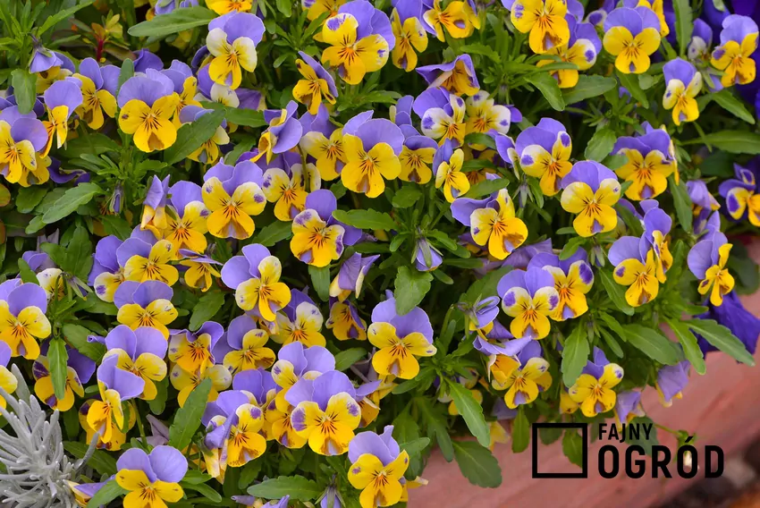 Odmiany hybrydowe fiołka rogatego to grupa fiołków drobnokwiatowych Cechą charakterystyczną bratków jest ich niezwykle szeroka paleta kolorów