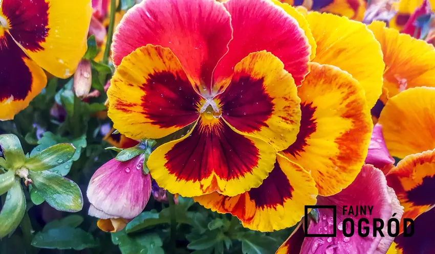 Trudno wyobrazić sobie wiosenny ogród bez bratków Duże i kolorowe kwiaty bratków to efekt prac ogrodników