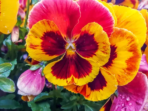 Bratki ogrodowe i rogate