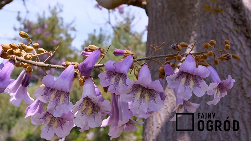 Drzewo cesarzowej rośnie bardzo szybko i w sprzyjających warunkach może przyrastać nawet o 2 metry rocznie Kwiaty paulowni omszonej