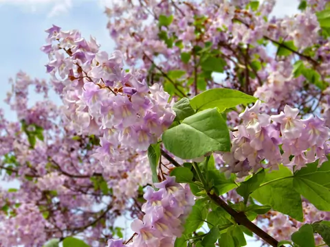 Paulownia w maju kwitnie piękniej niż bzy