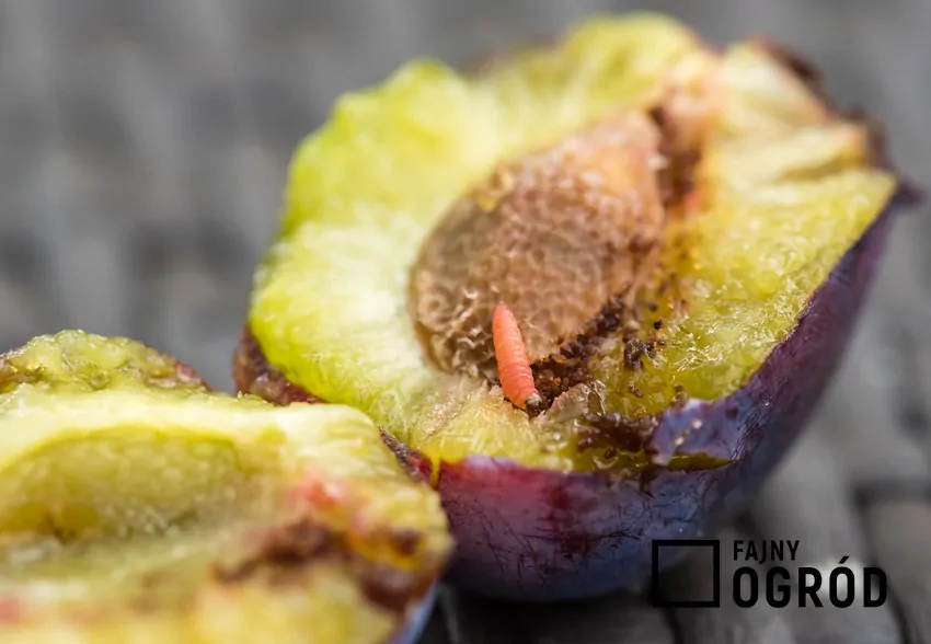 Robaczywe śliwki są skutkiem występowania w ogrodzie owadzich szkodników drzew owocowych