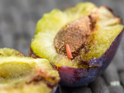 Jak chronić śliwki przed szkodnikami?