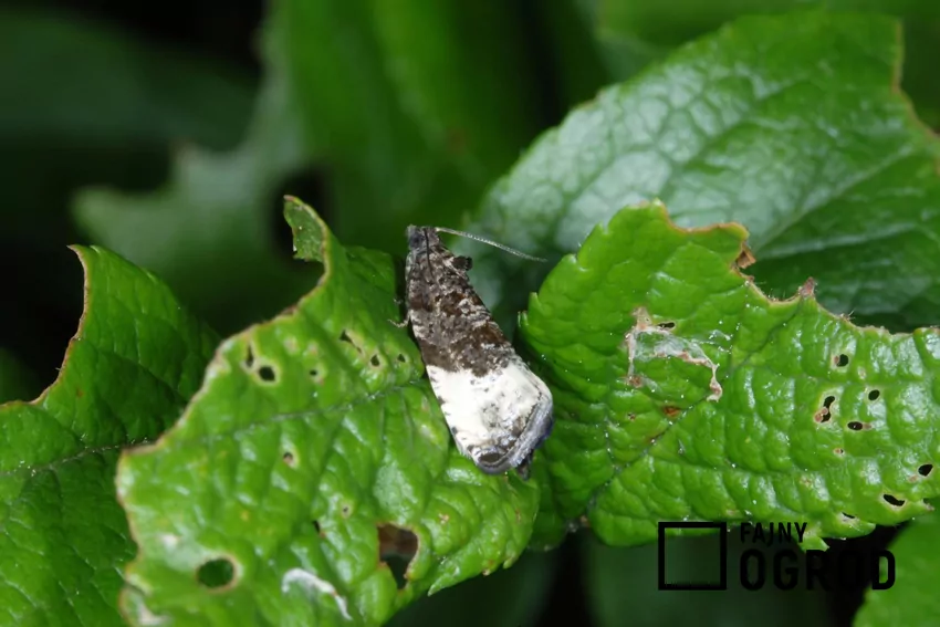 W korzystnych warunkach owocówka potrafi rozwinąć trzy generacje