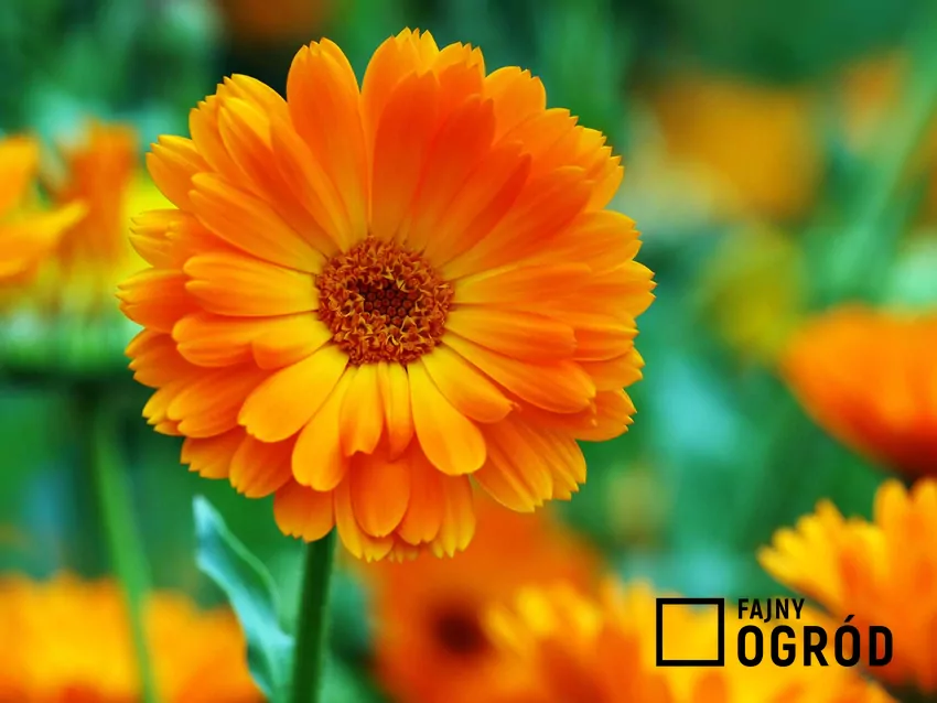 Kwiat nagietka w ogrodzie