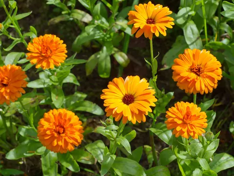 Wysiew nagietków w kwietniu