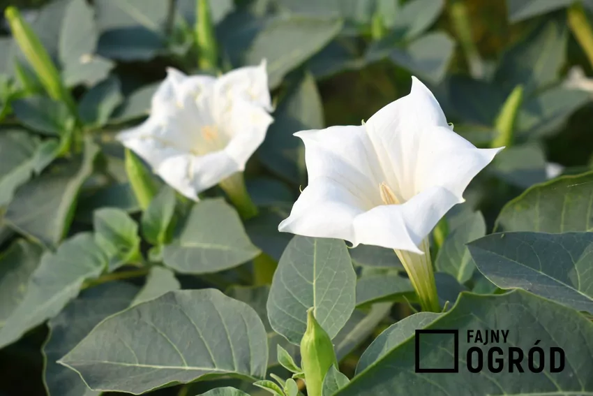 Datura, czyli bieluń, ma kwiaty skierowane ku górze Bieluń jest spokrewniony z brugmansją, ale tworzy oddzielny rodzaj