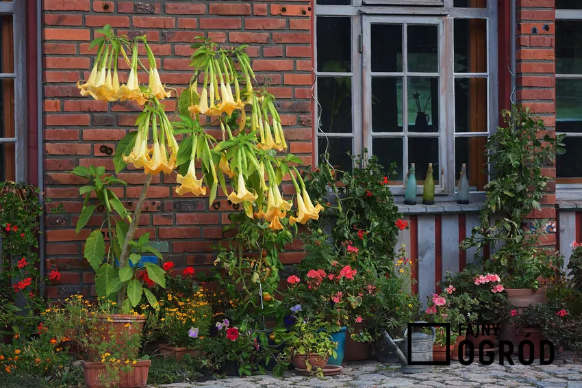 Brugmasja i datura to dwa rodzaje botaniczne roślin z rodziny psiankowatych Kwiaty brugmansji występują w wielu kolorach, zależności od odmiany