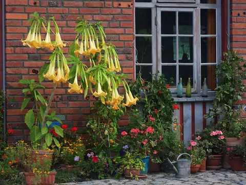 Anielskie trąby w ogrodzie