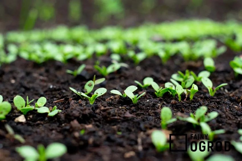 Kwiecień w ogrodzie: zasiewy i cięcia
