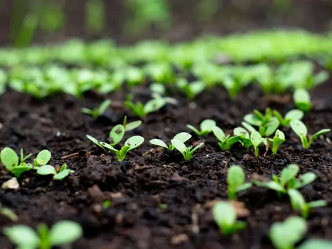 Kwiecień w ogrodzie: zasiewy i cięcia