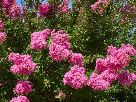 Egzotyczna lagerstremia indyjska w ogrodzie