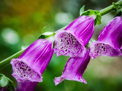 Trujące rośliny w ogrodzie