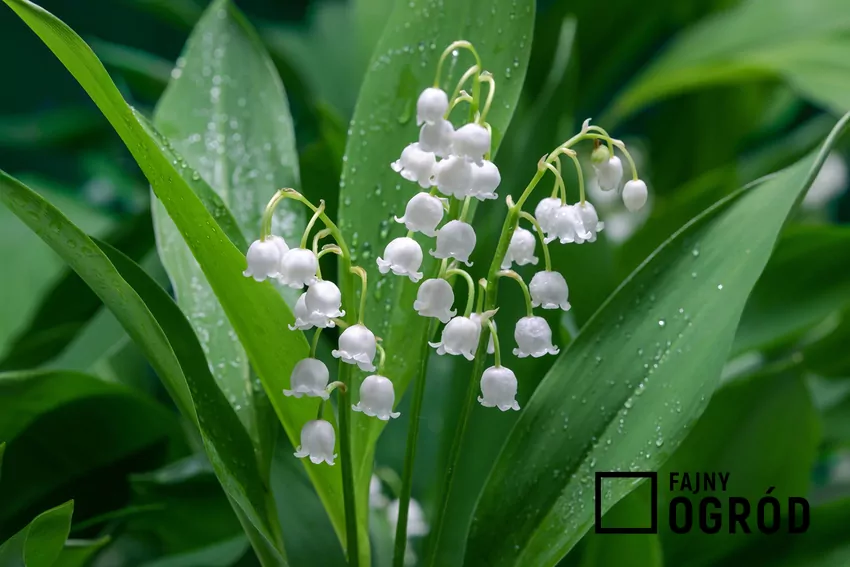 Szczególnie groźne może być pomylenie konwalii z jadalnym czosnkiem niedźwiedzim