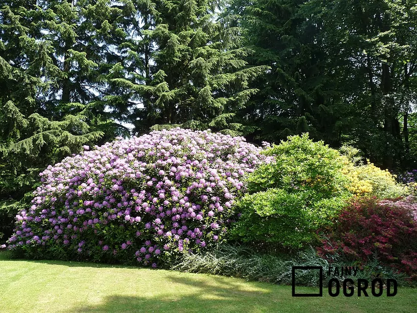 Odpowiednio zadbane rododendrony będą cieszyć oko przez całe lato rododendrony