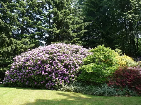Przycinanie rododendronów po zimie