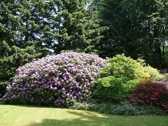 Przycinanie rododendronów po zimie