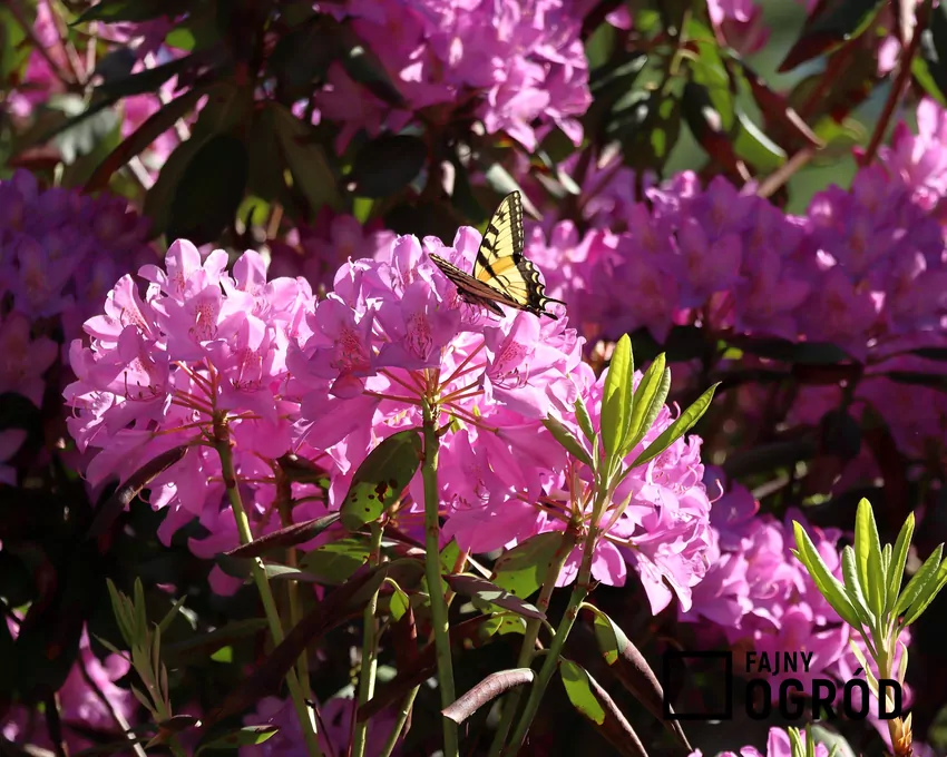 Rododendrony to jedne z najpiękniejszych roślin ogrodowych rododendrony
