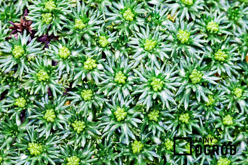 Kwiaty azorelli są drobne i zebrane w baldaszki